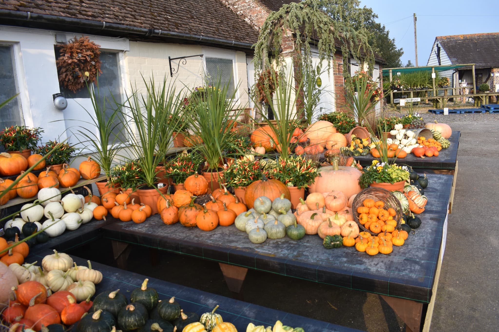 Autumn vegetables and planted pots displayed outside the nursery