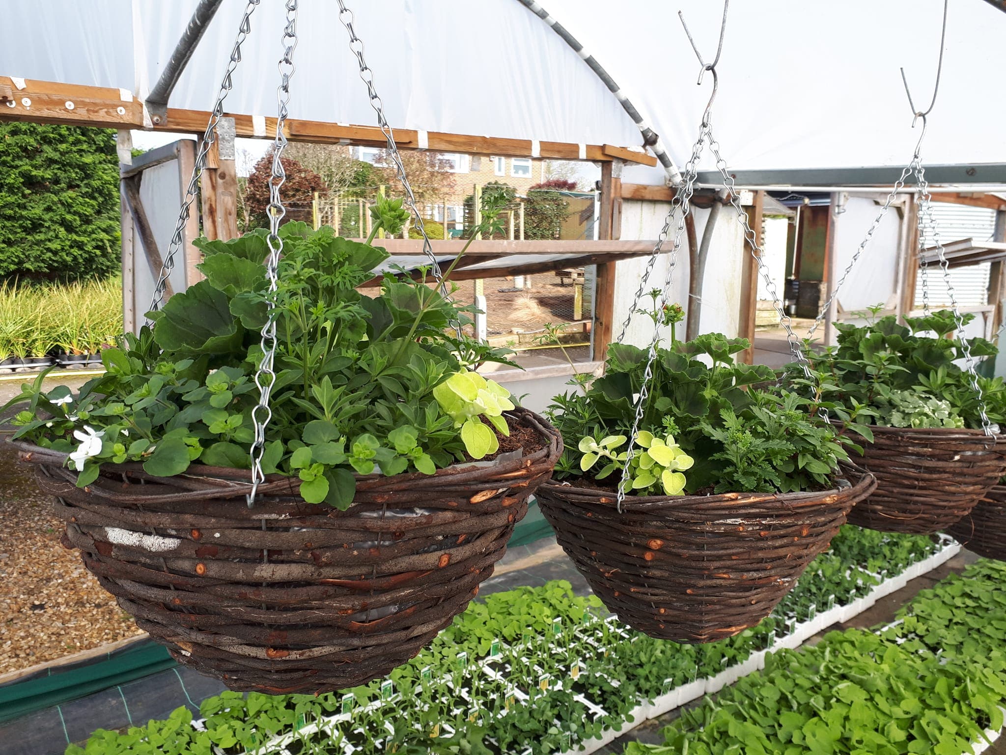 Hanging baskets and patio plants growing at the nursery