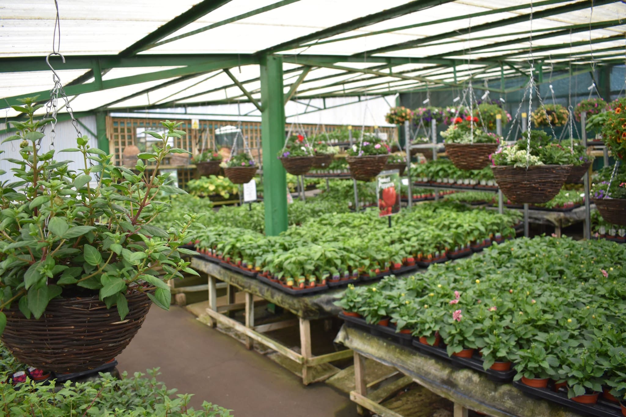 Nursery benches and hanging baskets inside a greenhouse