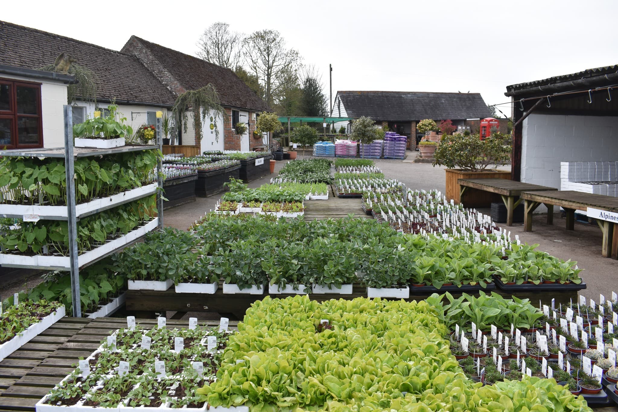 Flowers Green Plants nursery yard with benches of plants and buildings