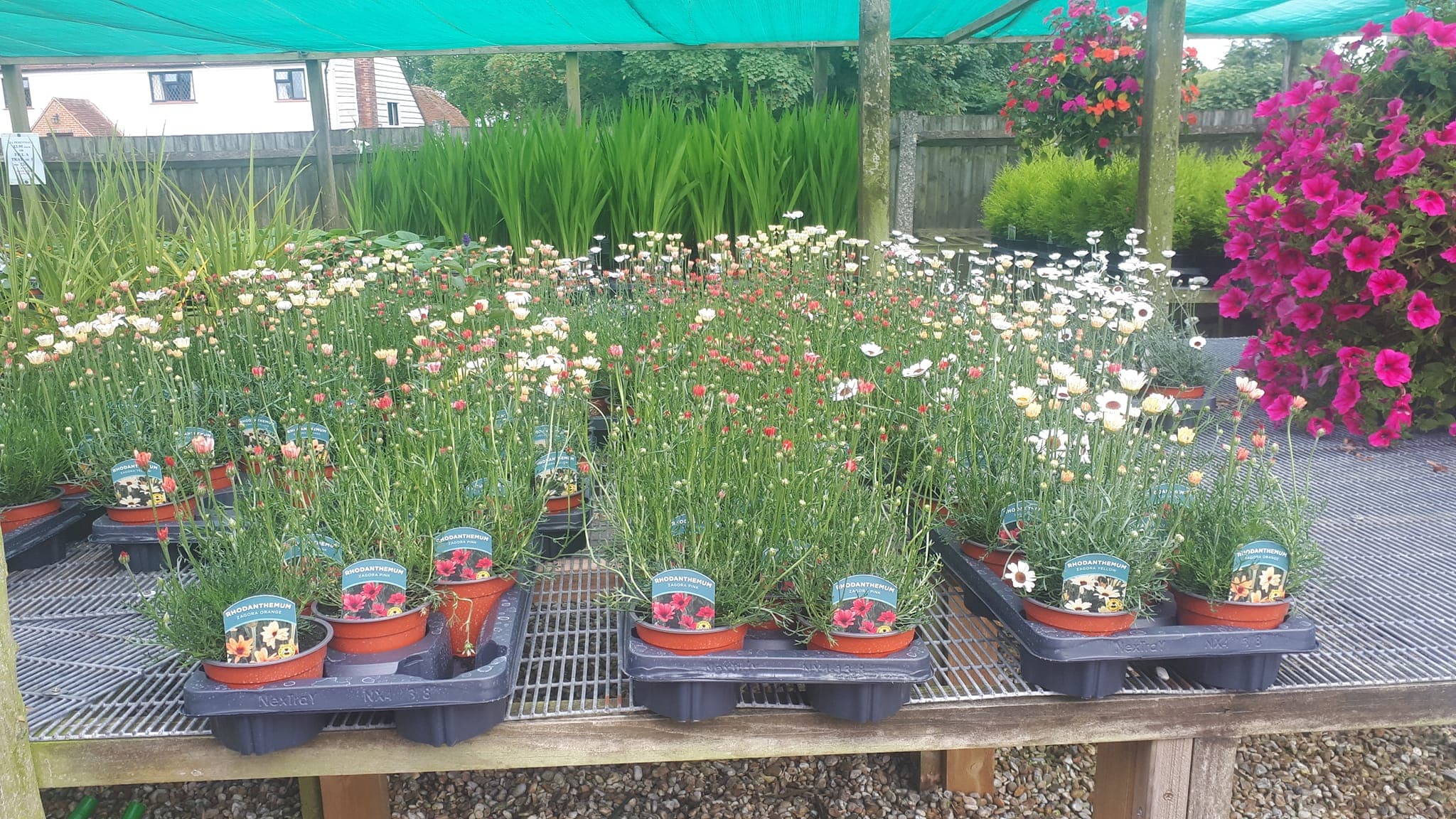 Perennial Rhodanthemum plants arranged on nursery benches