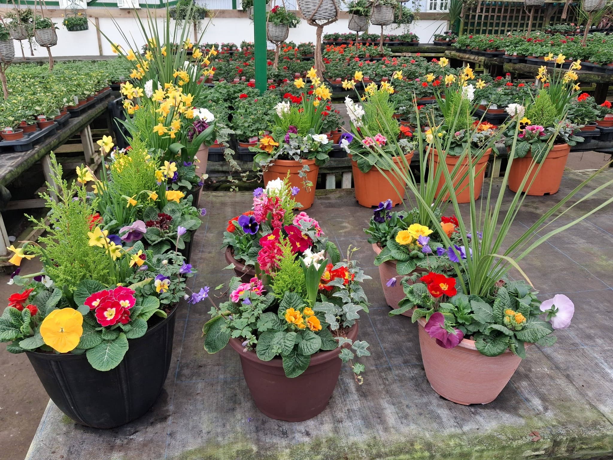 Colourful planted patio pots ready for sale